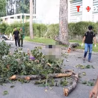 ĐIỂM TIN: Nhánh cây gãy khiến 5 người thương vong: Ai chịu trách nhiệm?