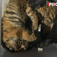 HÌNH SỰ: Phát hiện 5 cá thể hổ cấp đông trong tủ lạnh