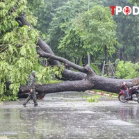 ĐIỂM TIN 8/9: Cách nào trồng lại cây xanh gãy đổ ở Hà Nội sau bão số 3?