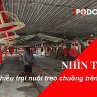 NHÌN THẲNG: Nhiều trại nuôi 'treo chuồng' trên đống nợ