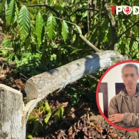 NÓNG 17/2: Anh rể phá vườn cà phê để em vợ... cho quan hệ tình cảm?