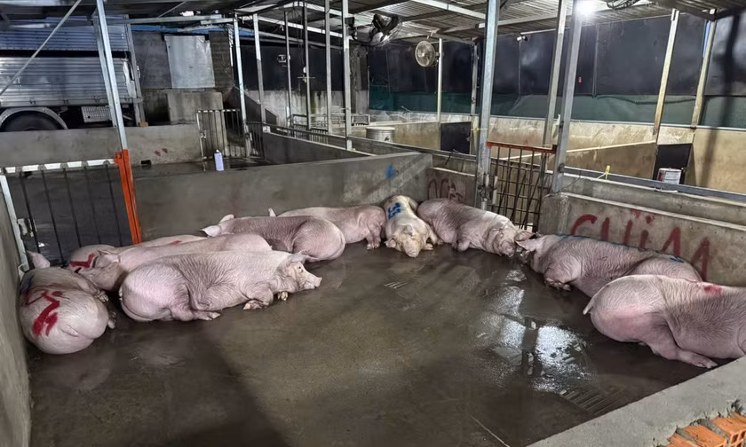 Liên tiếp phát hiện các điểm giết mổ trái phép ở TPHCM