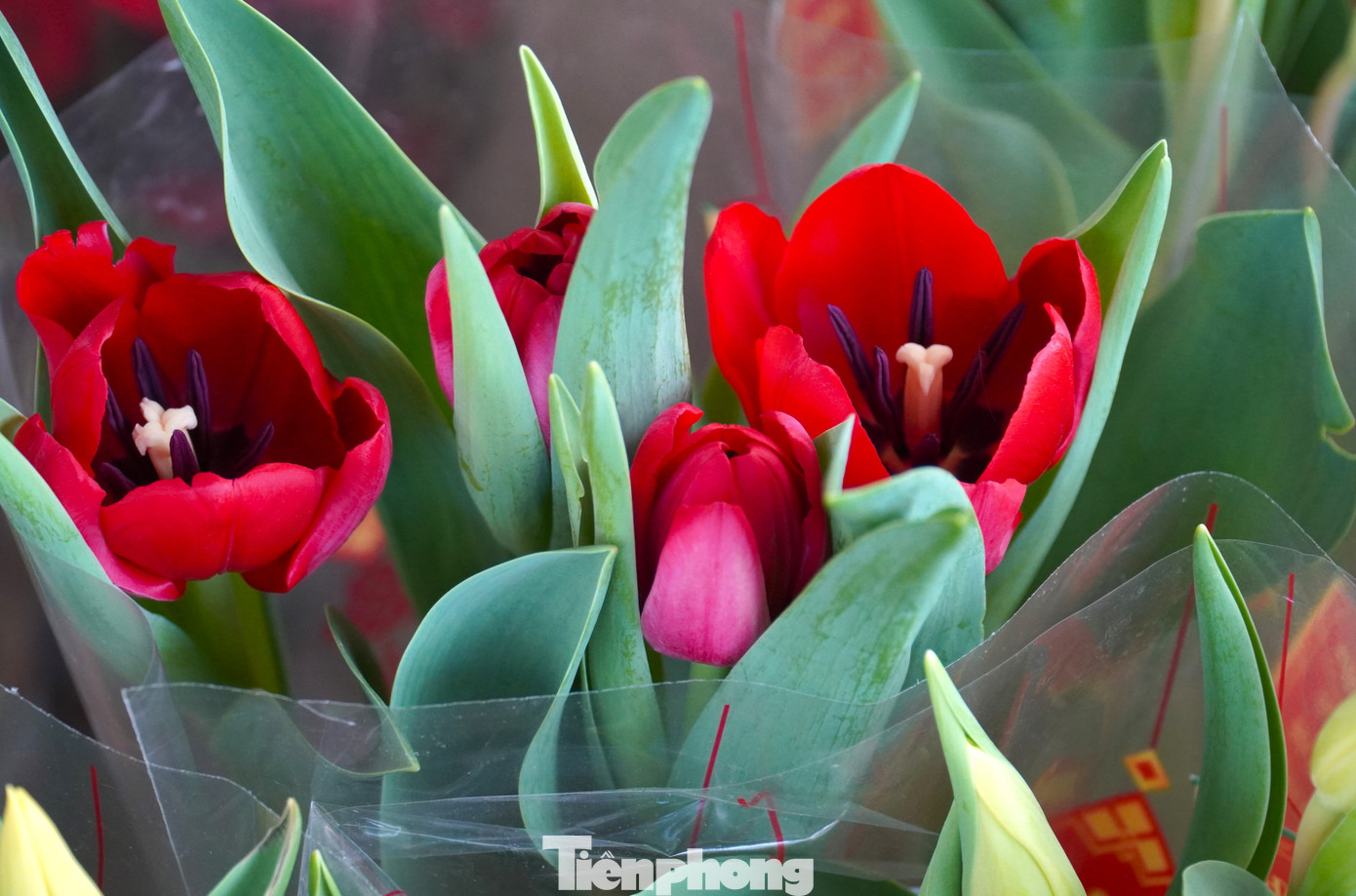 tp-dnhoatulip-20.jpg