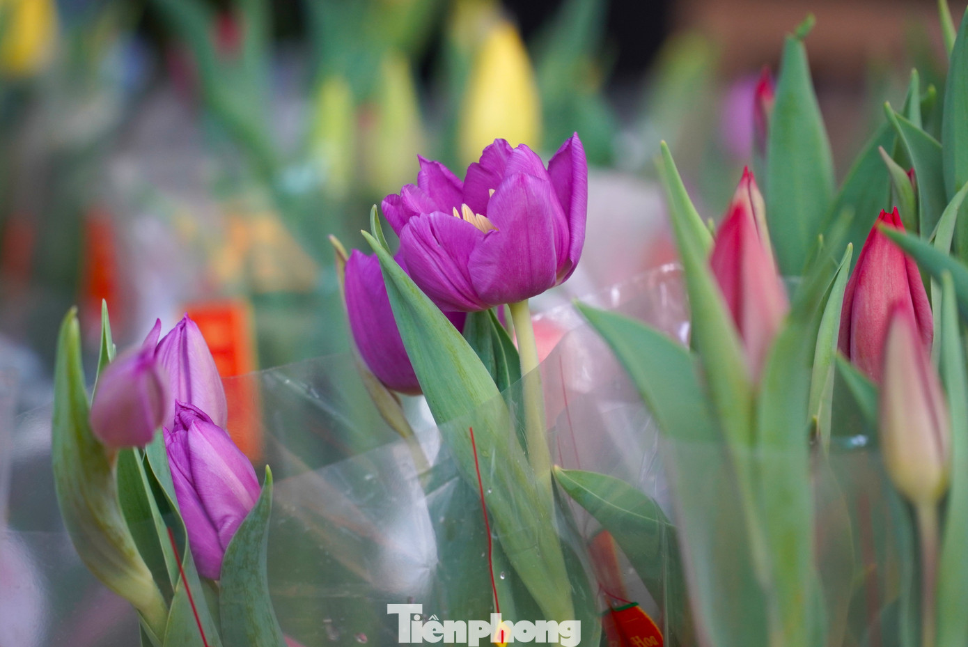 tp-dnhoatulip-18.jpg