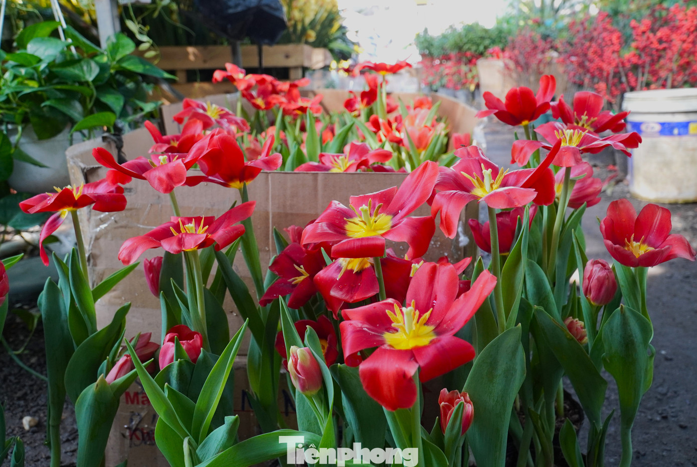 tp-dnhoatulip-21.jpg