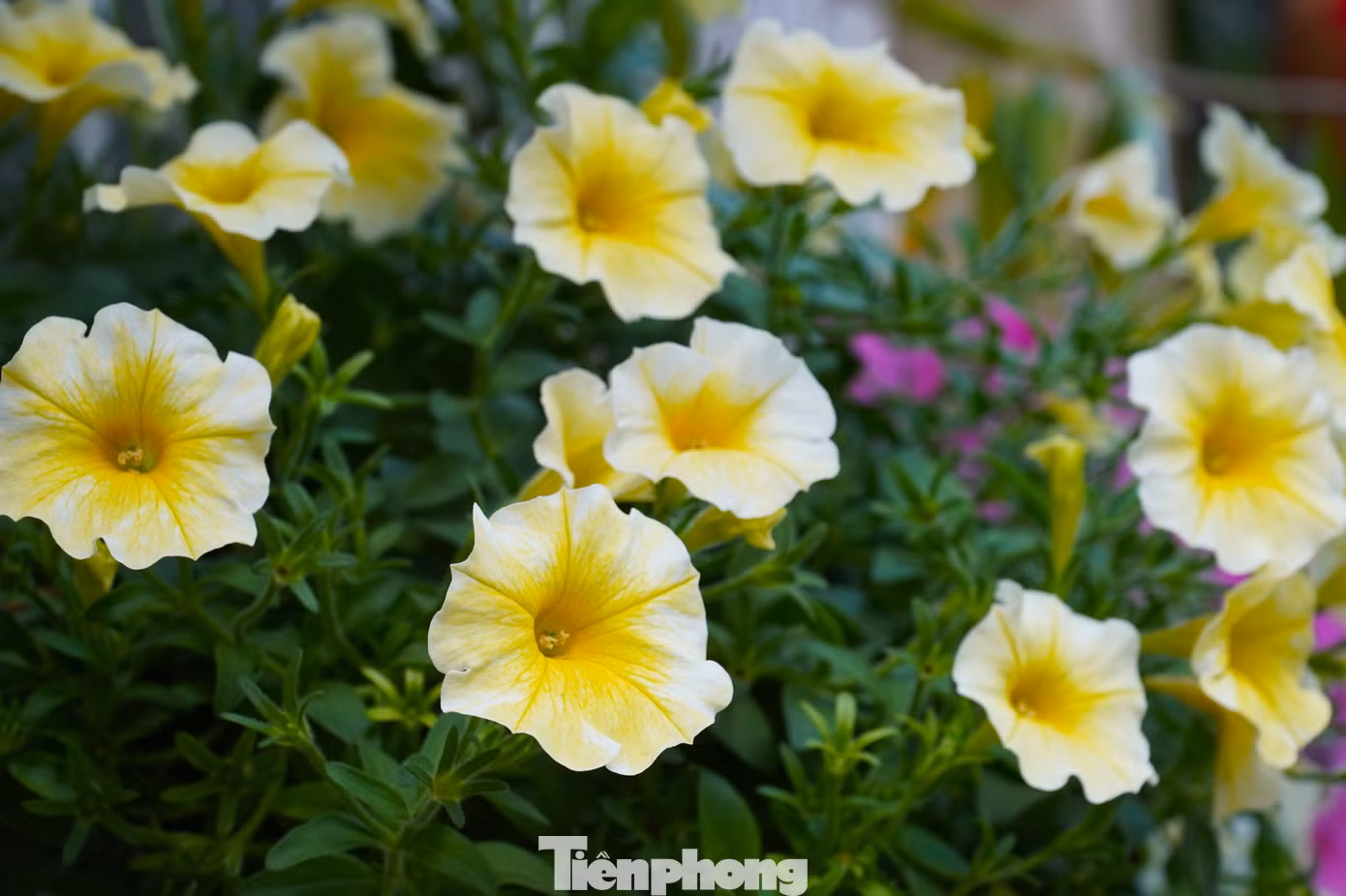 tp-duong-pho-dn-12.jpg