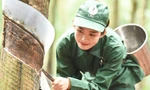 Ngành Cao su Việt Nam: Truyền thống bất khuất và khát vọng cống hiến