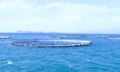 Khánh Hòa: Đột phá kinh tế biển nhờ nuôi trồng thông minh