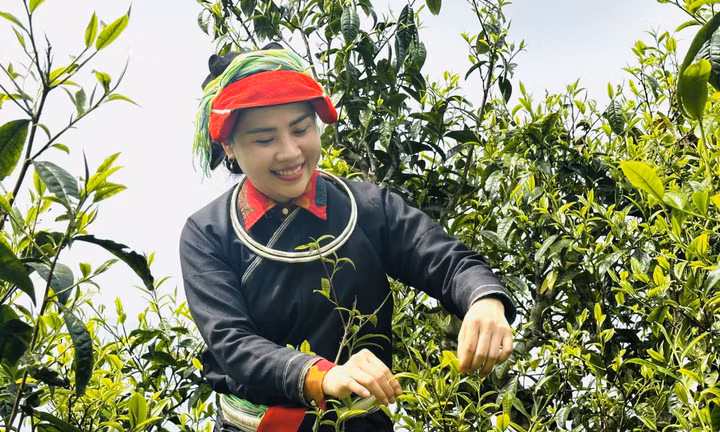 Lên Tây Côn Lĩnh thưởng trà Shan tuyết cổ thụ