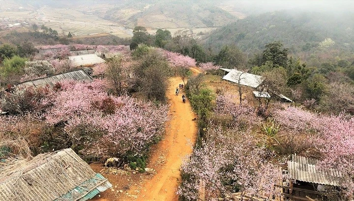 Sắc đào Lùng Cúng – bản tình ca của núi rừng Tây Bắc
