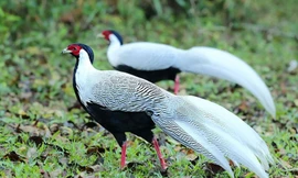 Gà lôi trắng quý hiếm không, có được nuôi thương mại?