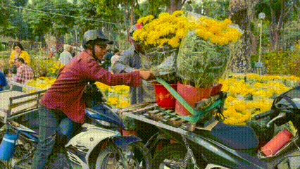 Shipper Tất Bật Chở Hoa Ngày Cận Tết: Nhịp Sống Hối Hả Trên Phố