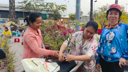 Mai mini hút khách tại các chợ hoa xuân