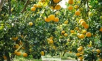 Vườn bưởi đã được thương lái mua để bán dịp Tết.