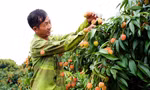 Một người trồng vải xã Phúc Hòa vui mừng vì năm nay bán được giá.