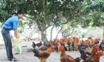 Gà đồi giúp nhiều người dân ở Yên Thế thoát nghèo bền vững và làm giàu.