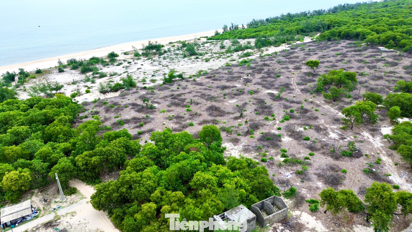 Hiện trường rừng phòng hộ ven biển , đầm phá TP Huế bị chặt hạ. tp-7-pha-rung-phong-ho-ven-bien.jpg