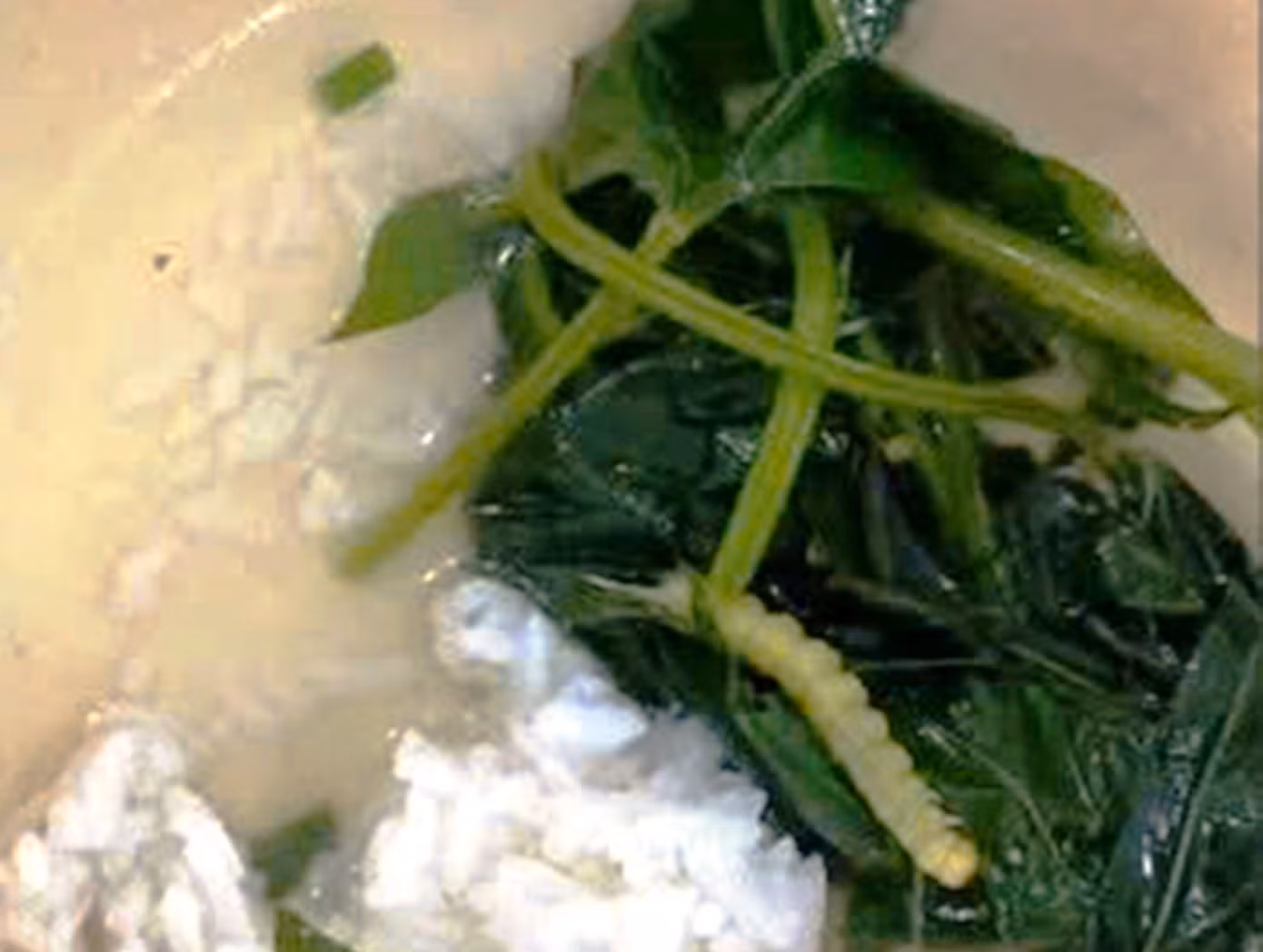 canh-rau-co-sau-bia.jpg