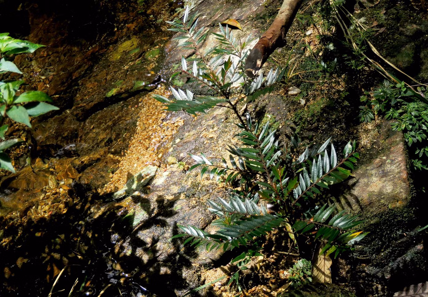 diep-ha-chau-vn.jpg