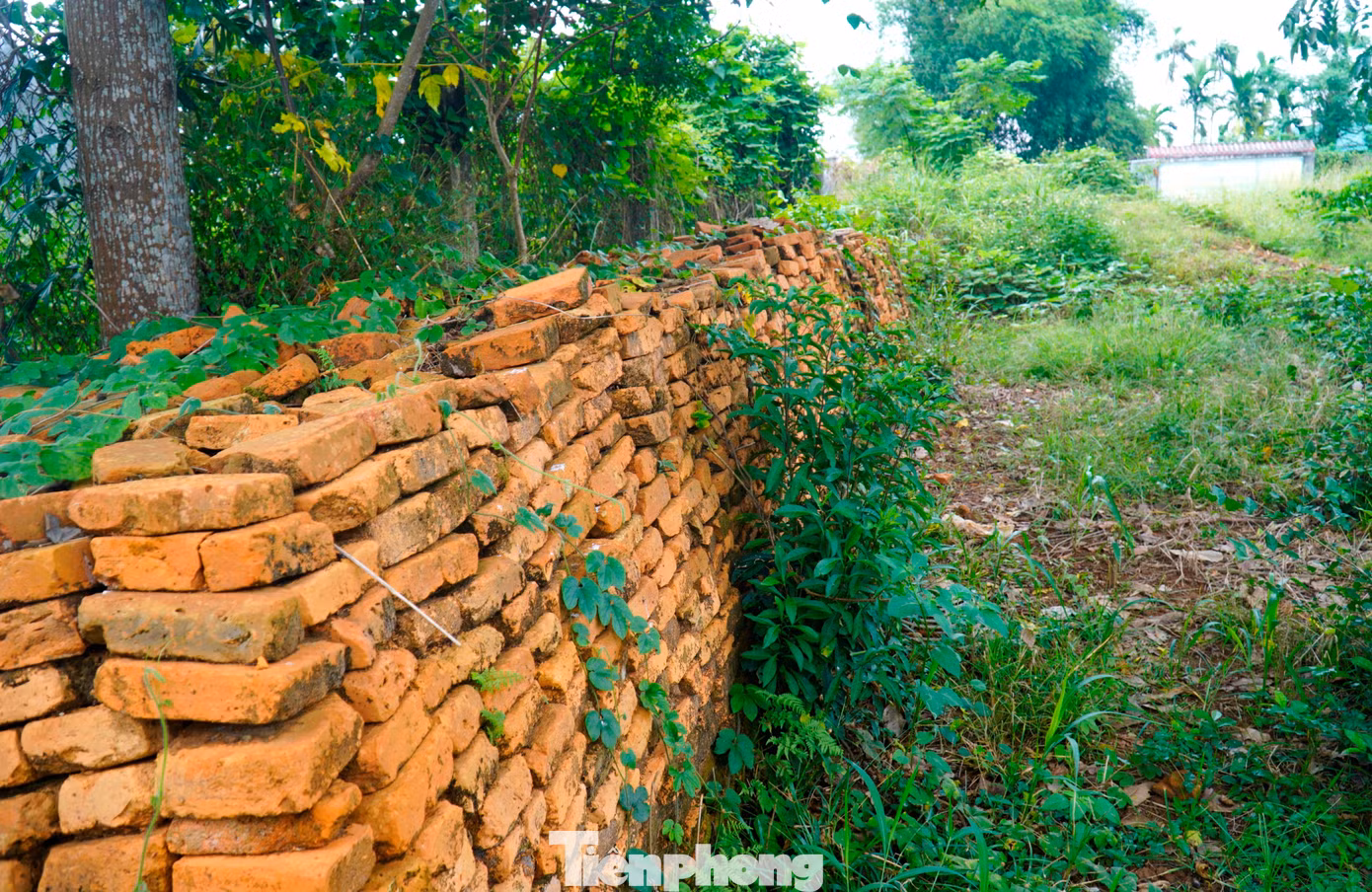 tp-5-thap-doi-lieu-coc.jpg