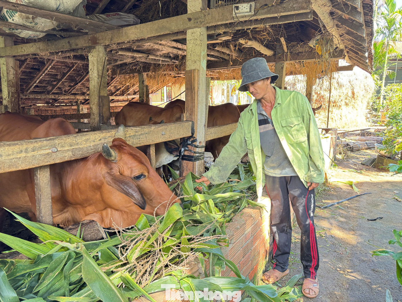 Sapi indukan milik Bapak Dinh Viet Duy yang selama 2 tahun mendapat dukungan program penanggulangan kemiskinan, kini sudah mulai memasuki tahap reproduksi. tp-2180.jpg
