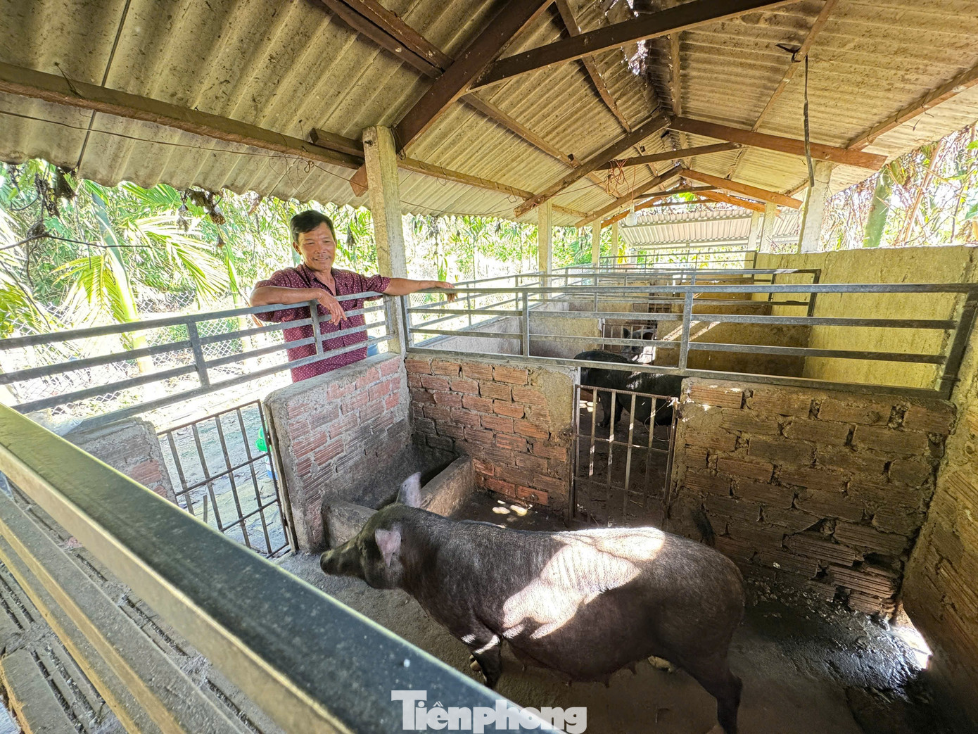 Model peternakan babi asli milik Tn. Do Van Nam di kelurahan Dong Tra Bong. tp-2187.jpg