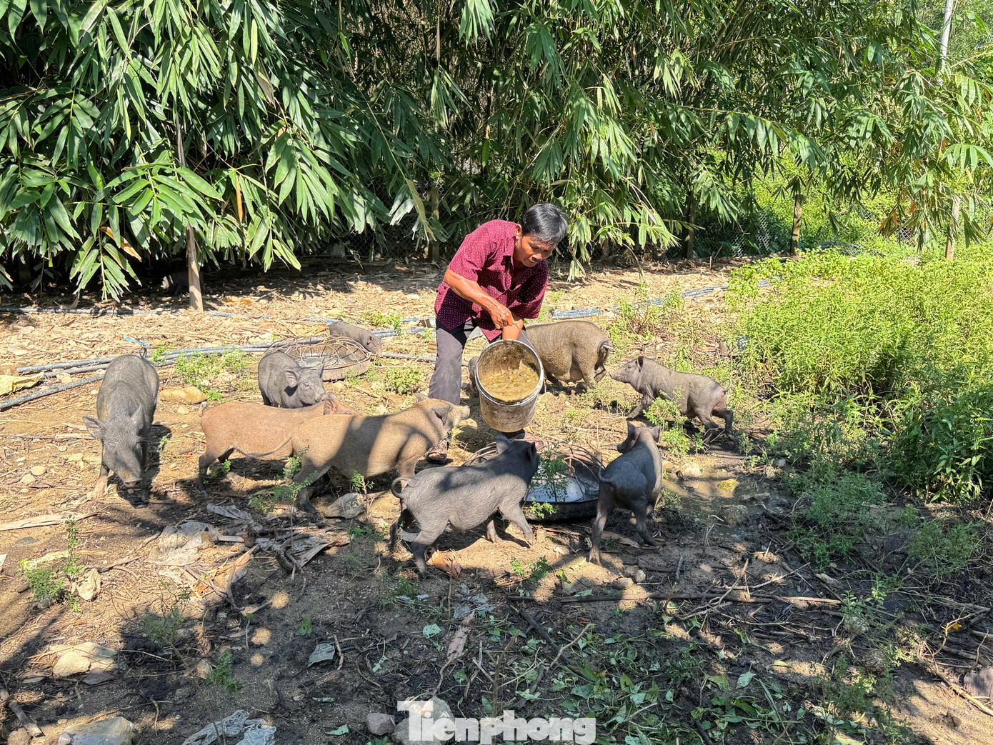 Berkat kegigihan, penguasaan teknik dan hasil produksi yang stabil, Tn. Nam memperoleh lebih dari 120 juta VND setiap tahun. tp-2185.jpg