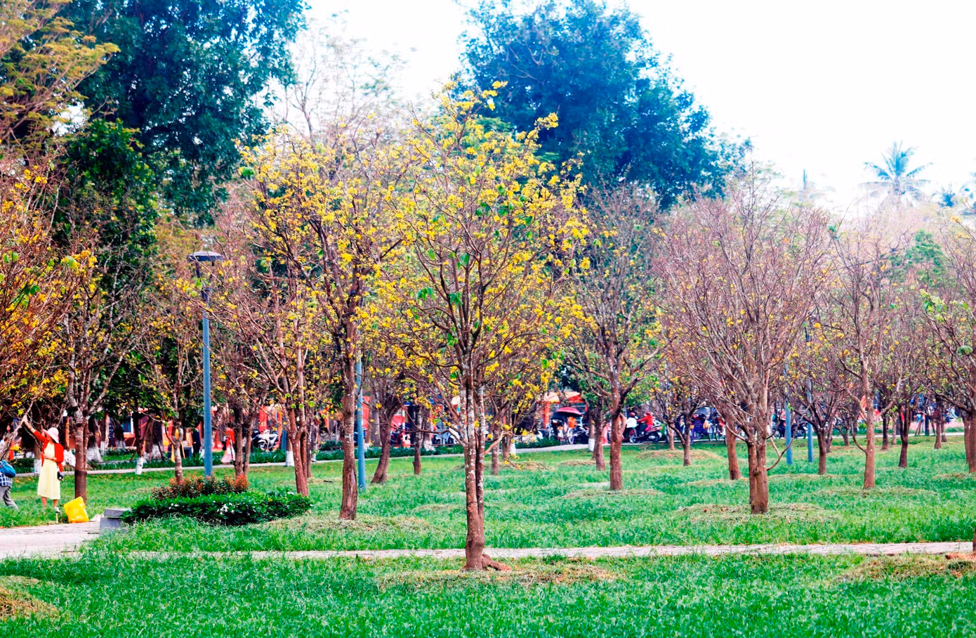 1-mai-vang-hue-1.jpg