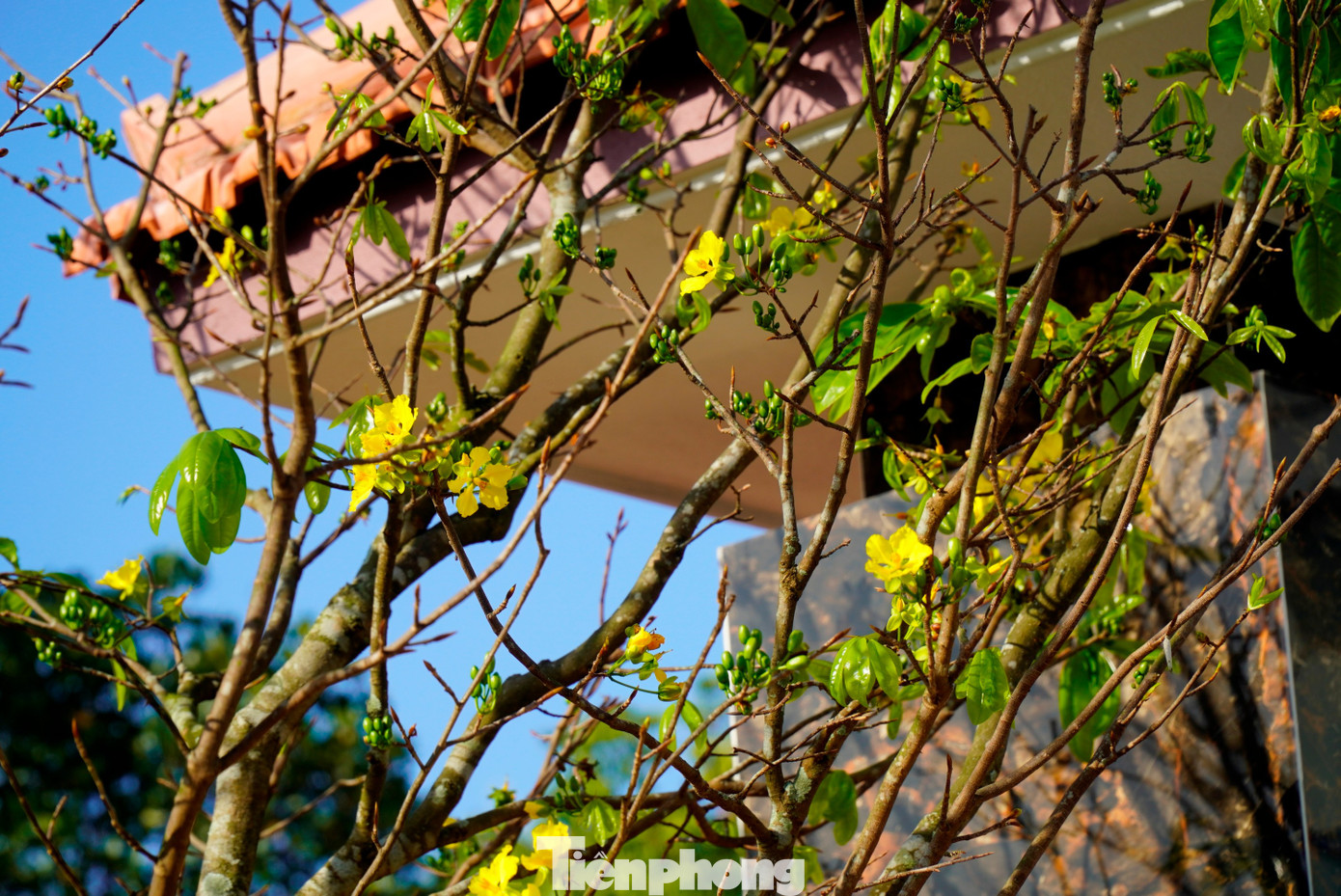 tp-4-mai-vang-hue-2.jpg