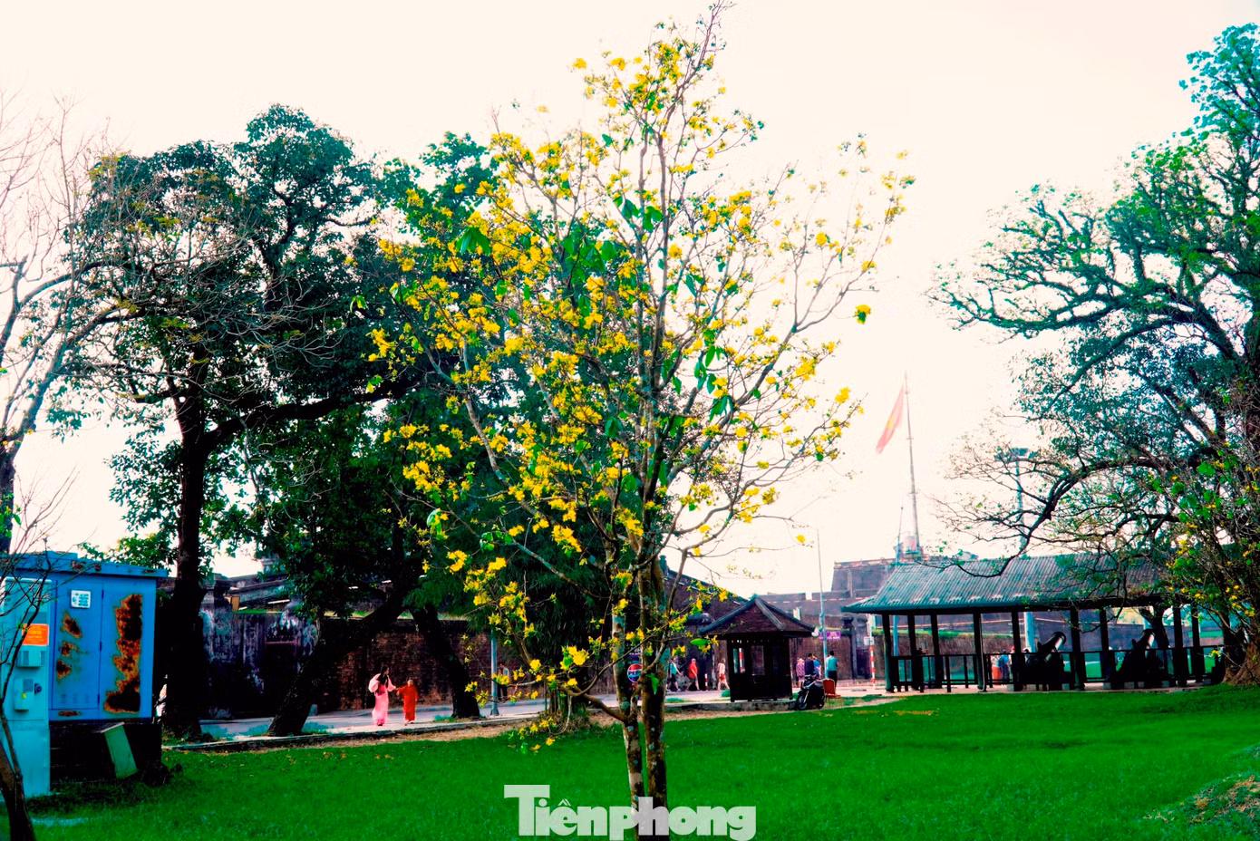tp-9-mai-vang-hue-1.jpg