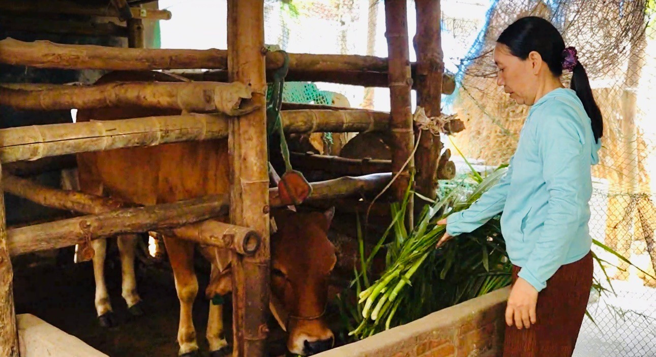 Nhờ được trao tặng bò giống mà gia đình bà Phạm Thị Nga vươn lên thoát nghèo. c39bacf4258aaed4f79b.jpg