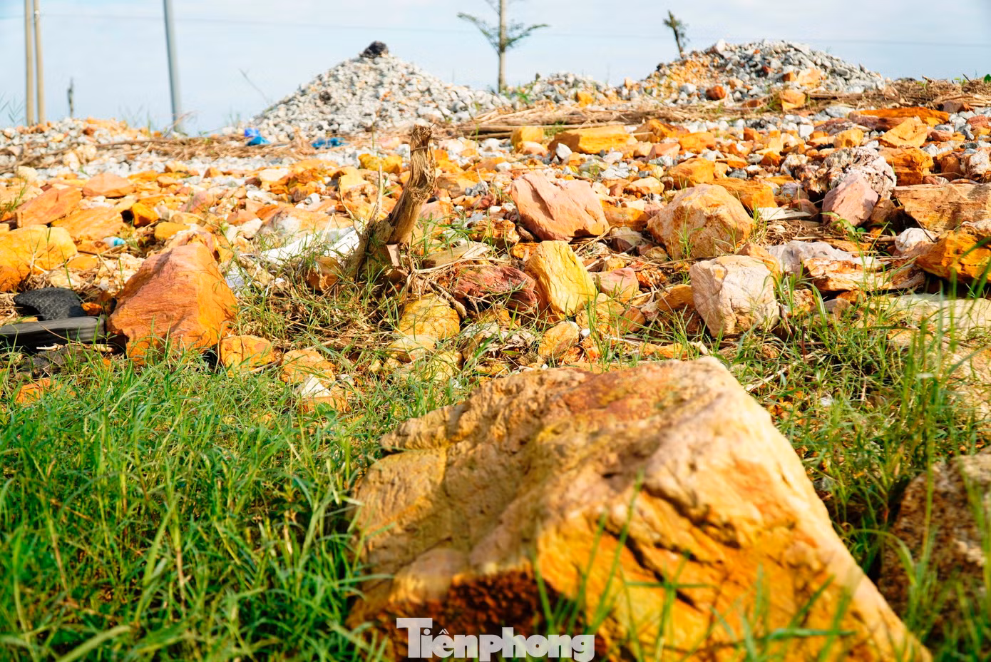 tp-9-1-da-phong-hoa-duong-cho-mai-tan-my-2.jpg