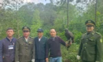 Đại bàng đen quý hiếm được thả về rừng ở Huế