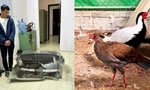 Chuyện hi hữu: 10 con gà, án 6 năm tù và lời cảnh tỉnh từ Sách Đỏ