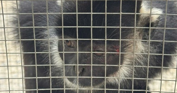 Con vật quý hiếm liên tiếp tấn công người dân ở Quảng Trị đã bị bắt giữ