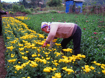 Nhiều hộ gia đình đua nhau trồng cúc nên loài hoa này bị mất giá. 