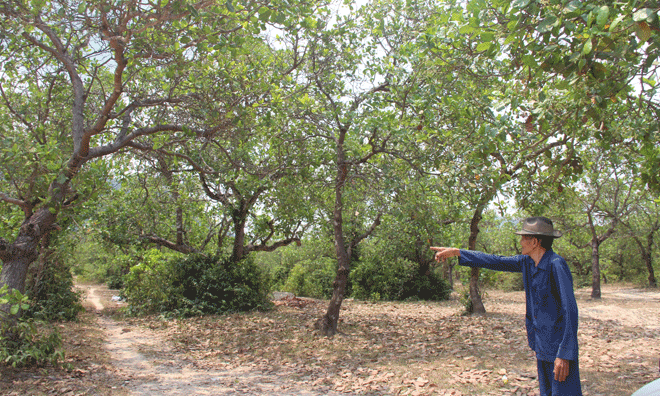 Vườn điều gần 40 ha bỏ hoang từ 10 năm nay do vướng dự án. Ảnh: Hoài Văn.