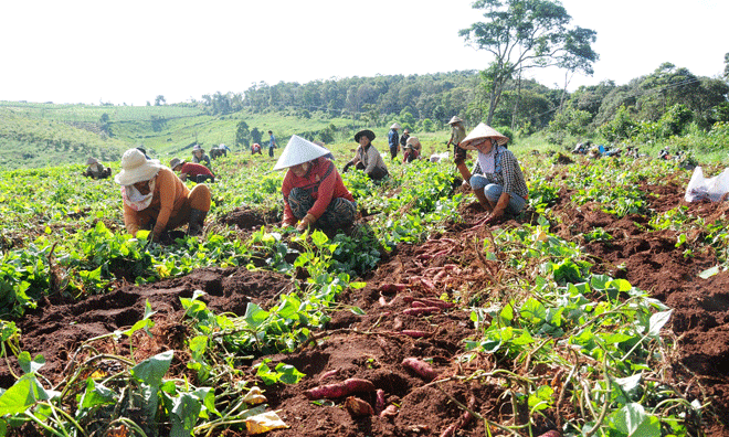 Khoai lang được mùa, được giá.