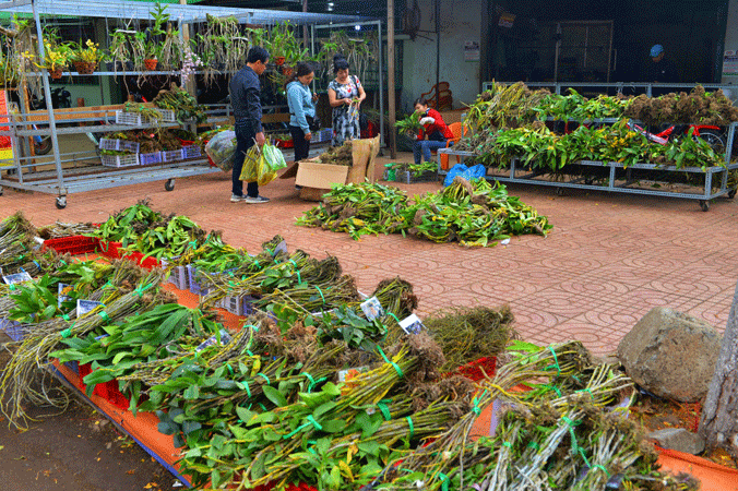 Chợ phong lan đường Phan Đình Giót.