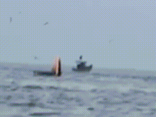 Cá voi liên tiếp xuất hiện gần bờ biển Mũi Né báo hiệu điều gì?