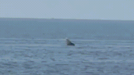 Clip: Khoảnh khắc cá voi 'lả lướt' trên vùng biển Lâm Đồng