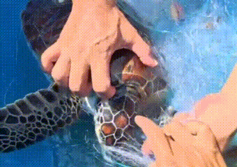 Giải cứu rùa quý hiếm mắc lưới nhựa