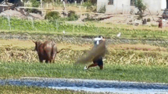 Lưới vô hình và hiểm họa cho 'vàng trắng' Khánh Hòa