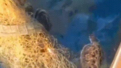 Cắt lưới, giải cứu 2 rùa biển nằm trong danh mục loài nguy cấp