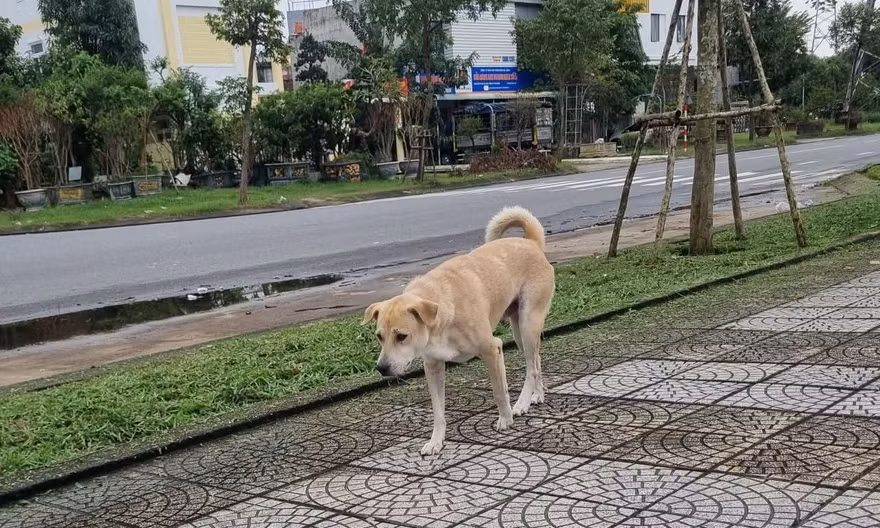 Chó, mèo thả rông sẽ đưa về khu nuôi nhốt tập trung