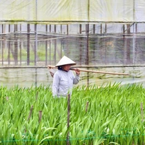 Mưa lạnh, gió mạnh, vùng hoa lay ơn lớn nhất nhì miền Trung 'nín thở' chờ Tết