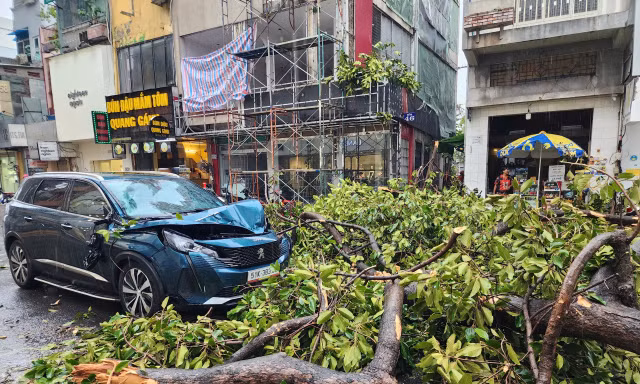 TPHCM: Mưa dông quật ngã hàng loạt cây xanh, đè nhiều ô tô trên đường 