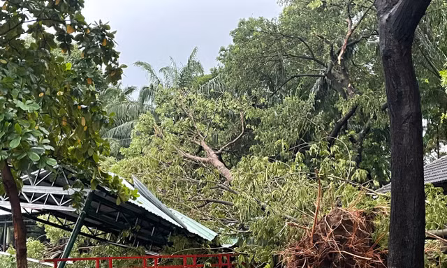 TPHCM mưa dữ dội, đường ngập, cây đổ la liệt