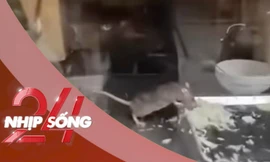 NHỊP SỐNG 24: Chuột thản nhiên gặm rau, thịt trong tủ bánh mì ở Hà Nội gây sốc