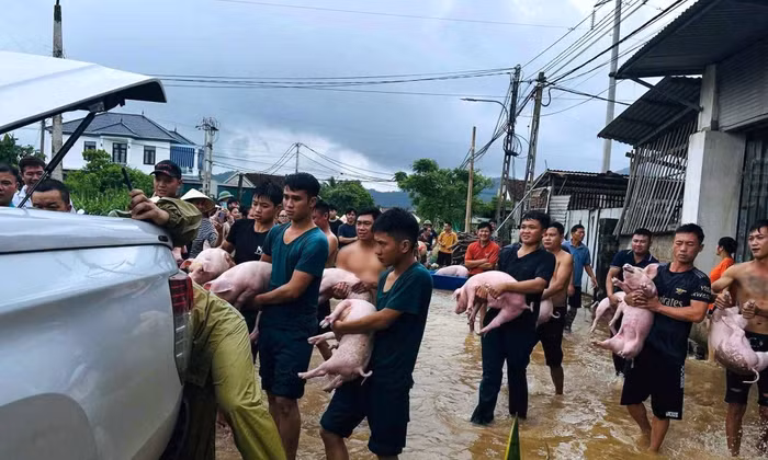 Hàng chục người 'giải cứu' đàn lợn ra khỏi dòng nước lũ